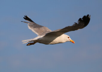 Fototapeta na wymiar seagull flies in the sky in search of food