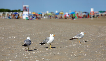three seagull looking for food on the beach near the umbrellas