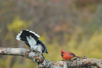 Blue Jay showing aggression to Male Northern Cardinal on birdfeeder for sunflower seeds