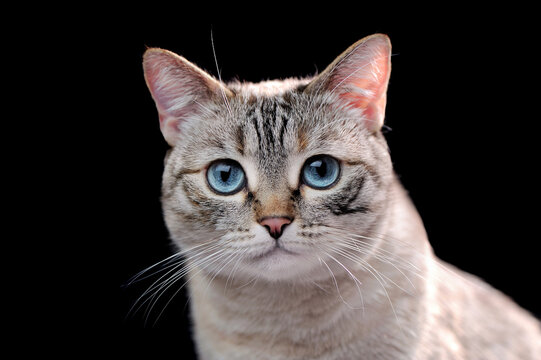Face portrait of a blue eyed kitten