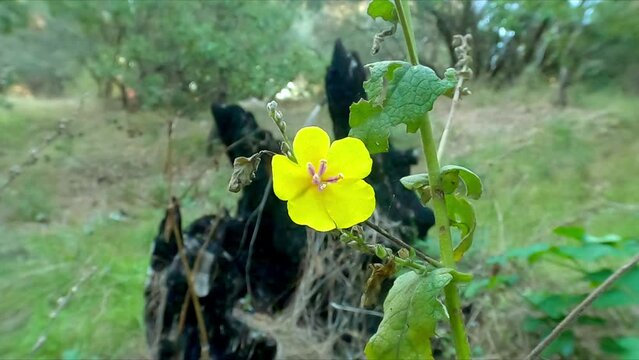 (Verbascum Thapsus)