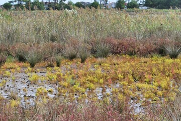 Salicorne dans un marais du bassin d'Arcachon en Gironde