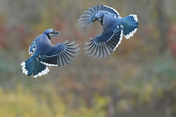 Two Blue Jays in flight over feeder fighting over sunflower seeds