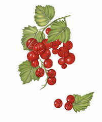 Digital hand drawn watercolor of red berries and green leaves.