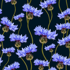 Cornflower vector seamless floral pattern