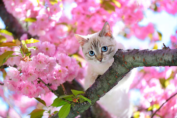 Blue eyed cat sitting on the branch of sakura tree