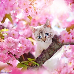 Blue eyed cat sitting on the branch of sakura tree