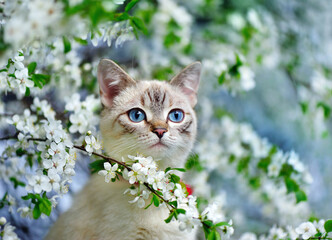Blue yed cat sitting on the blooming tree branch