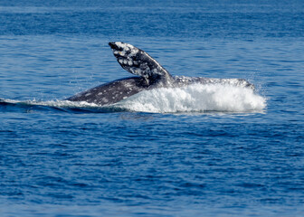 Fototapeta premium Gray Whale