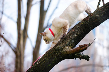 Tabby point cat descends from the tree