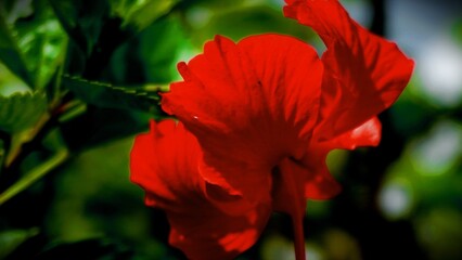Obraz premium red poppy flower