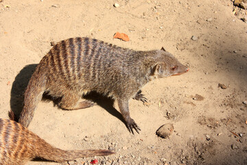 A Banded Mongoose
