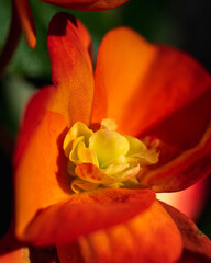 Close-up of Elatior begonias (Begonia x hiemalis) red-pink flower. Macro photo of a blooming begonia hybrid elacior (Begoniaceae). Hybrid begonia petal texture, selective focus, background image