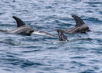 Rissos Dolphin