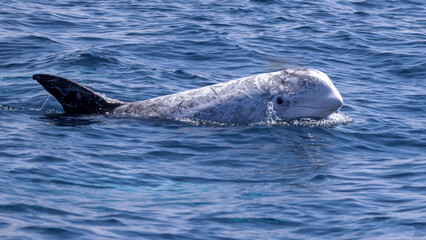 Rissos Dolphin