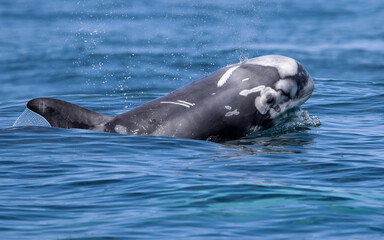 Rissos Dolphin