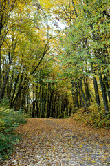 Fototapeta premium The landscape was shot in the warm autumn on a bright sunny day In the photo, a road running through a forest full of trees with yellow leaves.