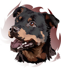Head of a Rottweiler dog. Vector illustration. Portrait on a colored background
