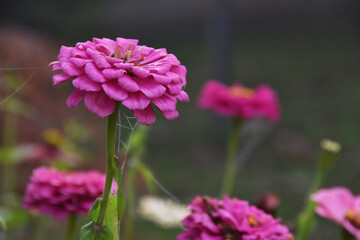 Fiori di ottobre