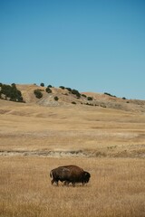 American bison walking in the grassland vertical, background © Tyler Backes/Wirestock Creators