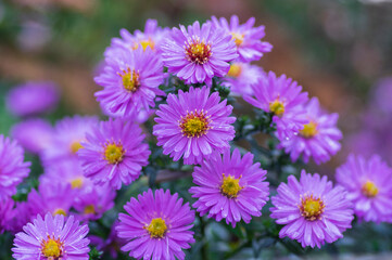 Fototapeta premium Symphyotrichum novi-belgii flowering plant, beautiful summer autumn rich petal flowers in bloom