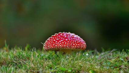Red Spotted Mushroom
