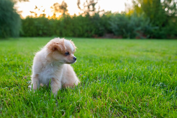 Small cute Chihuahua puppy playing outdoors at sunset. Long-haired pet miniature dog with brown hair. Adorable little friend. Companion friendly dog. Playful funny purebred canine. 