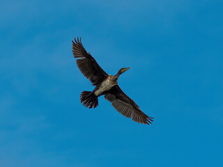 Black Cormorant in flight against the sky.