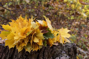 Autumn bouquet of maple leaves lies on the stump, selective focus