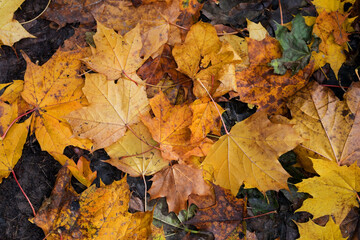 Naklejka na ściany i meble Yellow maple leaves lie on the ground. Autumn background, selective focus