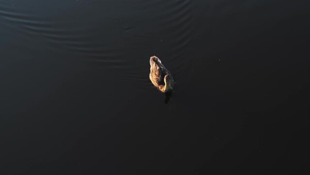 Footage of duck floating on lake during evening.