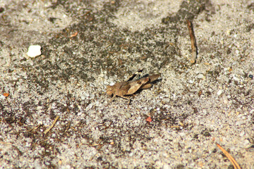 Blue-winged Grasshopper
