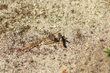 Blue-winged Grasshopper
