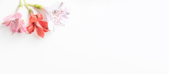 Astormelia flowers on white background, banner. Floral background blank for design with place for text, panorama