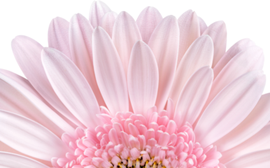 Pink gerbera flower on  background
