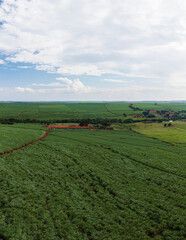 sugarcane and soybean plantation in cloudy sky day