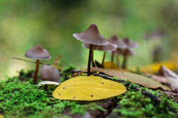 mushroom in autumn forest