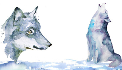 Watercolor hand painted wolf banner isolated on white.Woodland animal poster with copyspace  illustration. Grey wolf design. Wild animal hand painted clipart © Victoria