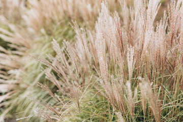 Abstract natural background of soft plants Cortaderia selloana. Pampas grass on a blurry bokeh, Dry reeds boho style. Fluffy stems of tall grass, autumn