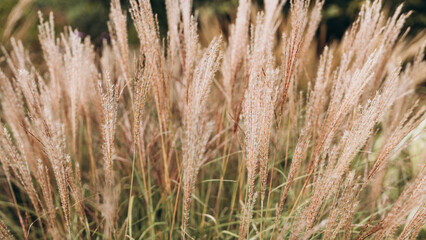 Fototapeta premium Abstract natural background of soft plants Cortaderia selloana. Pampas grass on a blurry bokeh, Dry reeds boho style. Fluffy stems of tall grass, autumn