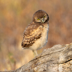 Burrowing Owl