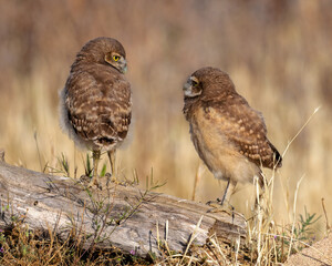 Burrowing Owl