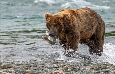 Fototapeta na wymiar Alaskan brown bear at McNeil River