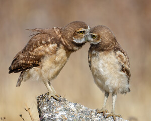 Burrowing Owl