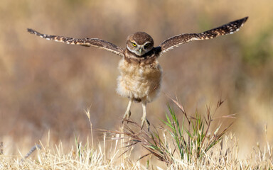 Burrowing Owl