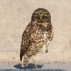 Burrowing Owl