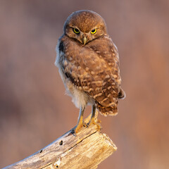 Burrowing Owl
