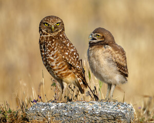 Burrowing Owl