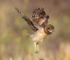 Burrowing Owl