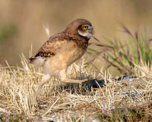 Burrowing Owl